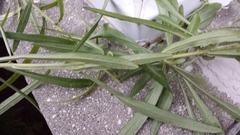 Campanula persicifolia