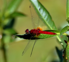 Aethriamanta nymphaeae