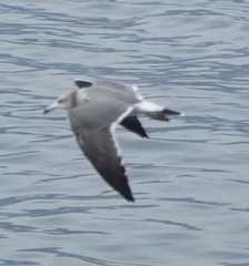 Larus crassirostris