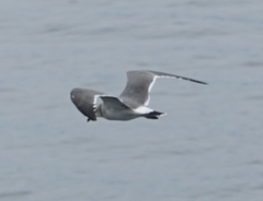 Larus crassirostris