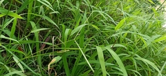Paspalum conjugatum