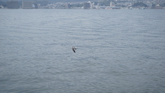 Larus crassirostris