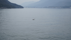 Larus crassirostris