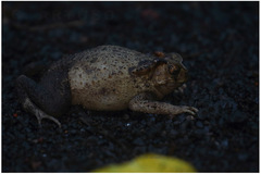 Ingerophrynus celebensis