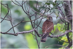 Falco moluccensis