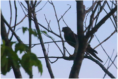 Accipiter rhodogaster