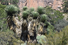 Yucca decipiens
