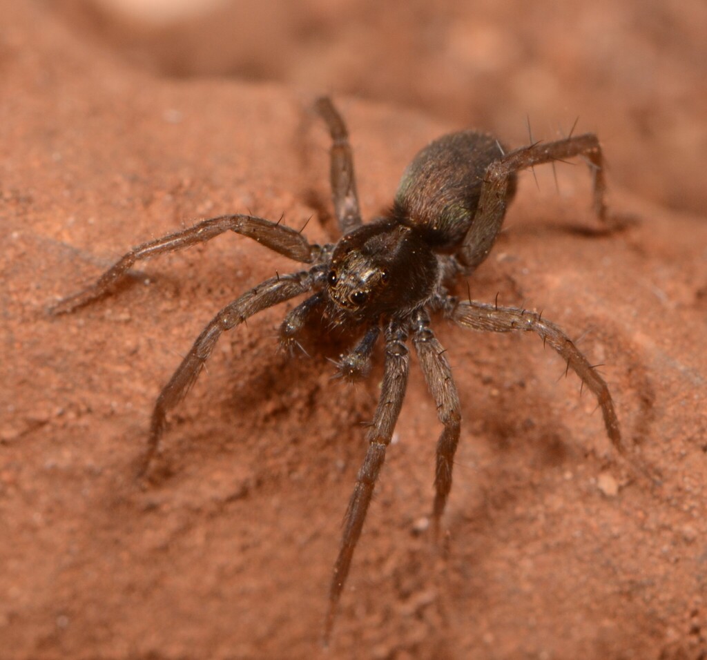 Trabea ornatipalpis