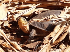 Cuora amboinensis kamaroma