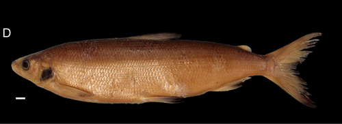 Wartmann's Whitefish