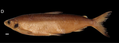 Wartmann's Whitefish photo 3