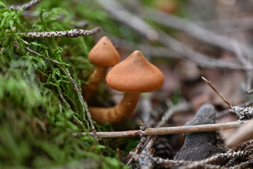 Cortinarius rubellus