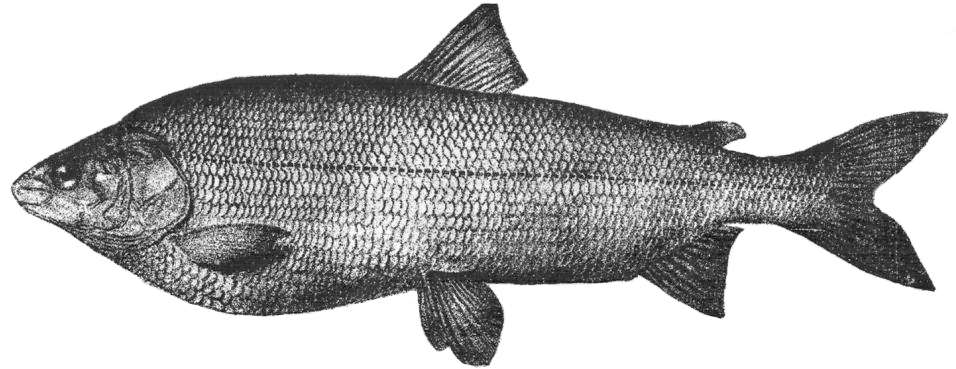 Valaam Whitefish