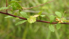 Acalypha eremorum