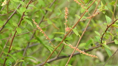 Acalypha eremorum