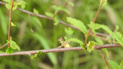 Acalypha eremorum