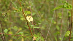 Acalypha eremorum
