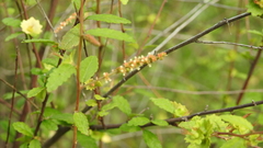 Acalypha eremorum