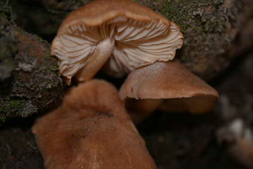 Tricholoma
