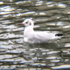 Chroicocephalus ridibundus