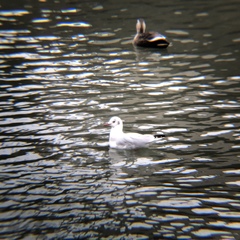 Chroicocephalus ridibundus