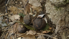 Angiospermae