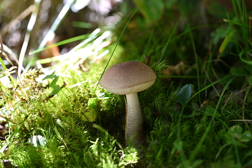 Leccinum