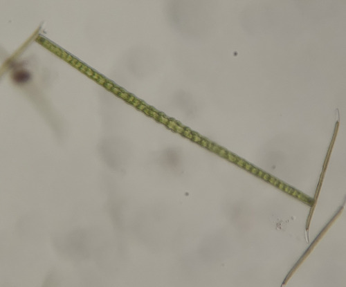 Pleurotaenium indicum