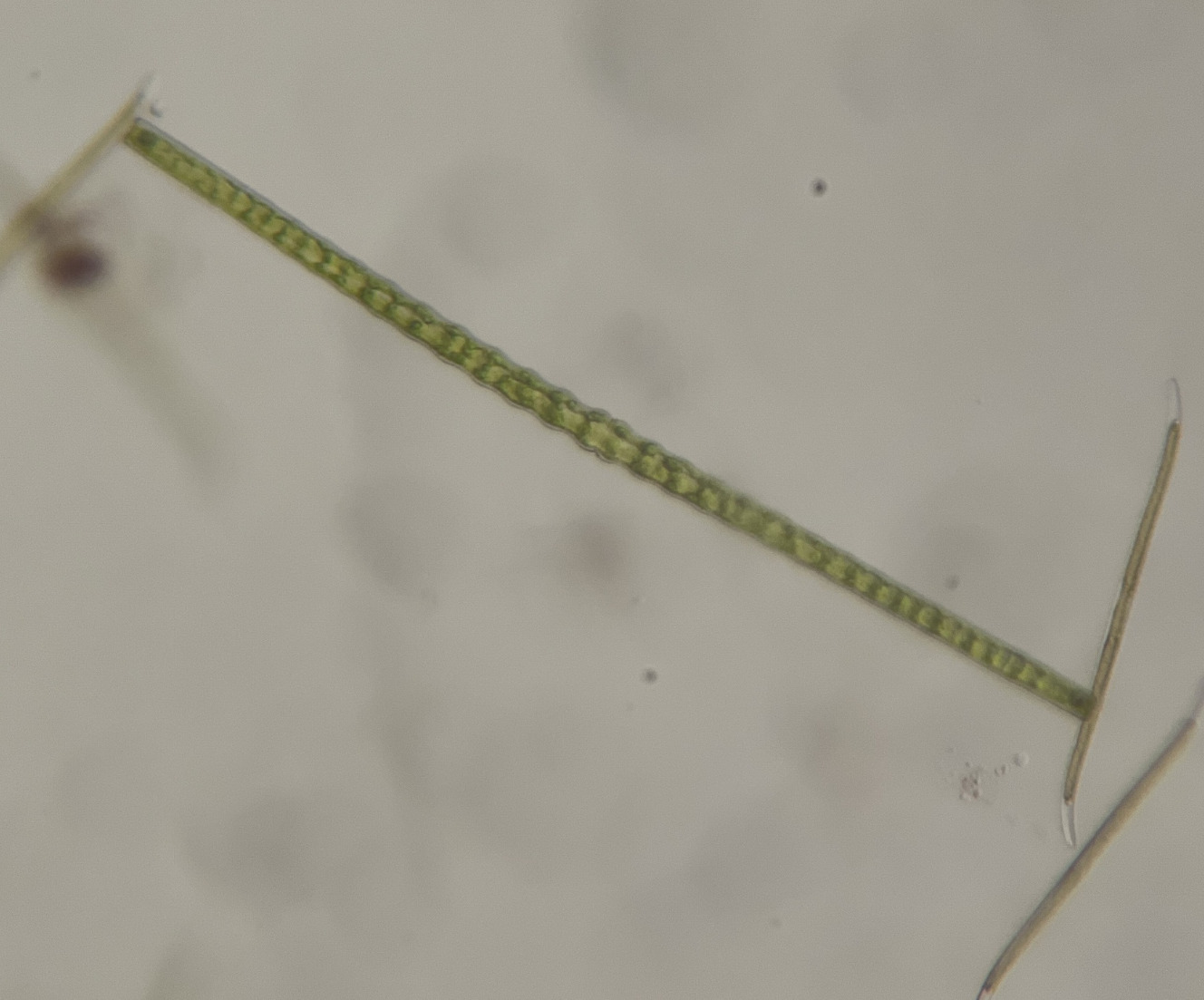 Pleurotaenium indicum
