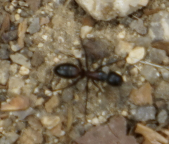 Camponotus hemichlaena