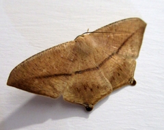 Prochoerodes tetragonata