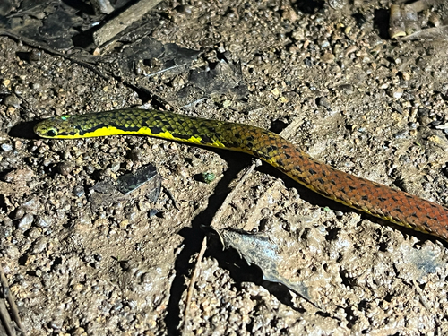 Grabowsky's Reed Snake