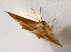 Prochoerodes tetragonata