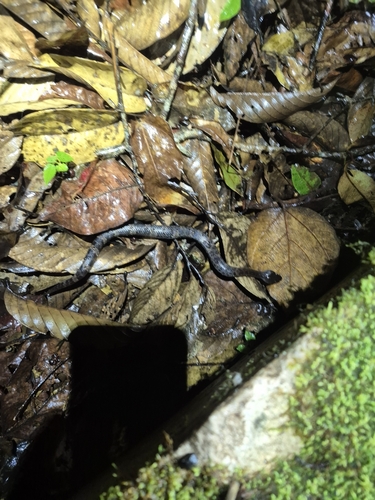 Chasen’s Mountain Pitviper