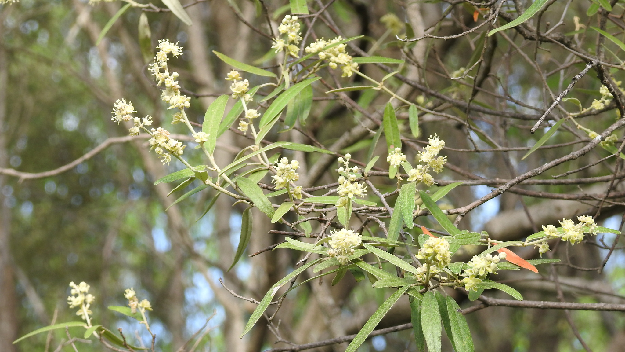 Croton phebalioides