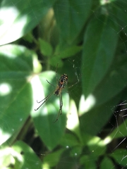 Leucauge