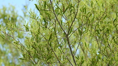 Denhamia cunninghamii