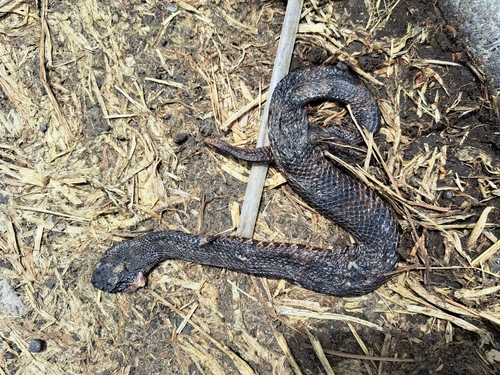 Chasen’s Mountain Pitviper