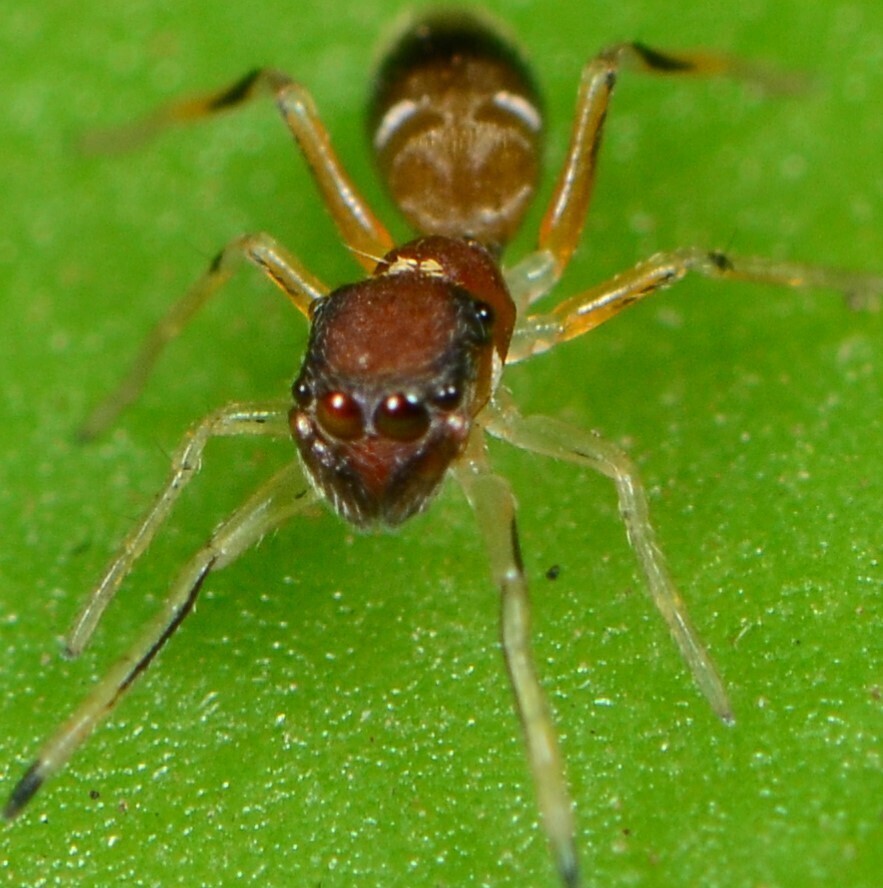 Belippo pulchra