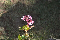 Begonia bracteosa