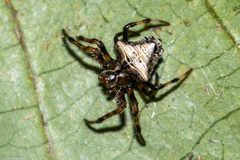 Verrucosa scapofracta