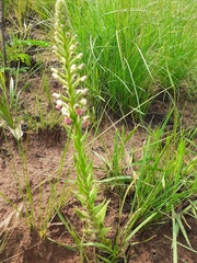 Brachycorythis pubescens