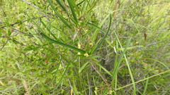 Leichhardtia viridiflora
