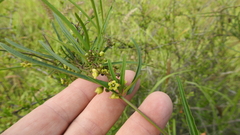 Leichhardtia viridiflora