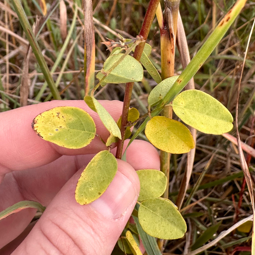 Maryland Tick-trefoil (Desmodium marilandicum)