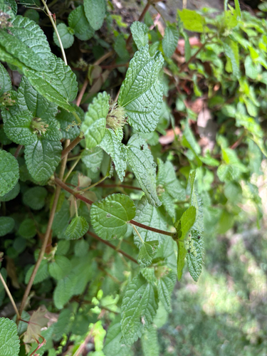 Pilea nummulariifolia