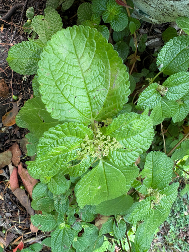 Pilea nummulariifolia