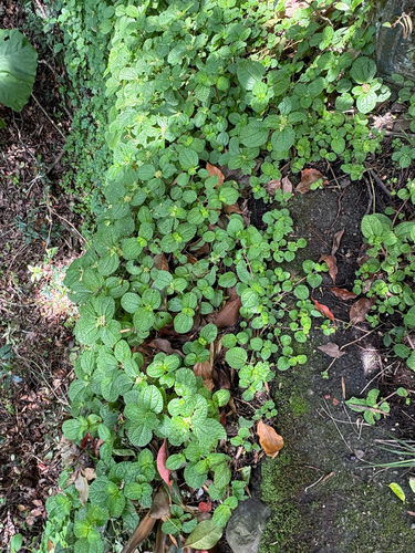 Pilea nummulariifolia