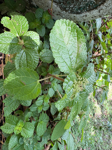 Pilea nummulariifolia