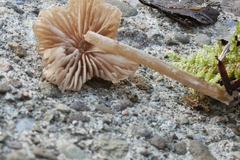 Entoloma cetratum